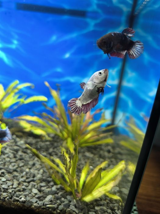 Sprzedam 3 samiczki bojownika