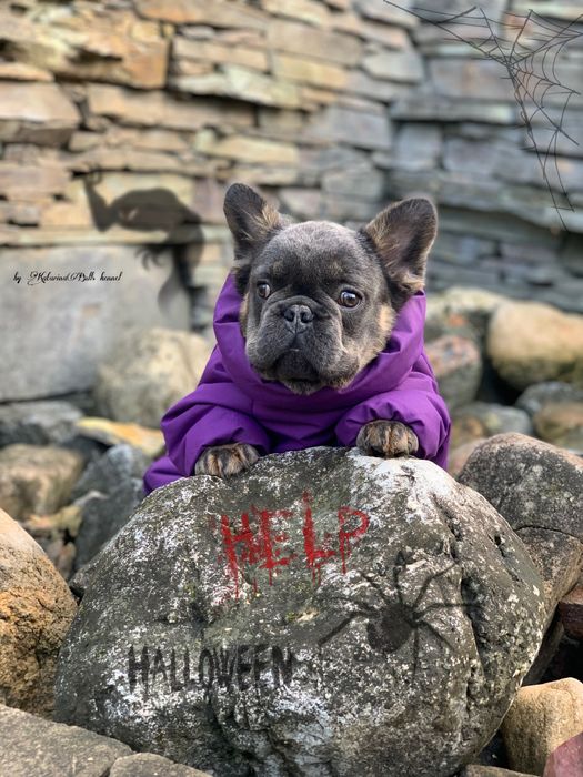 Голубая мечта мужчинка французского бульдога