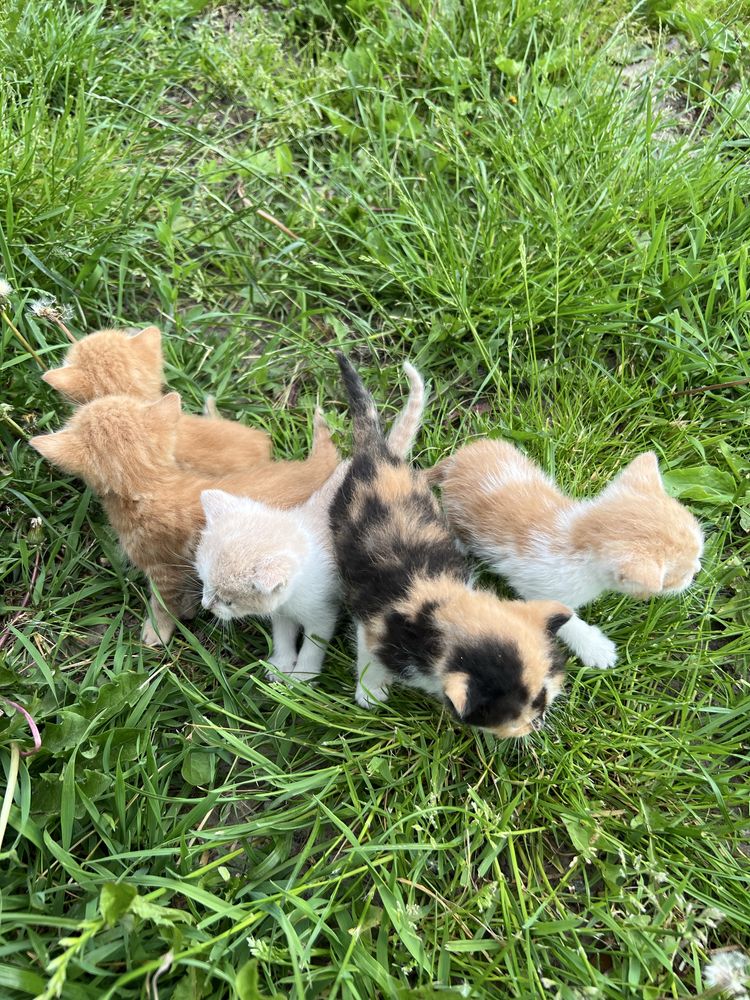 Віддам кошенят (дівчата)