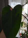 Kwiaty doniczkowe duże,pnące philodendron
