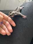 Lotopałanka Sugar Glider