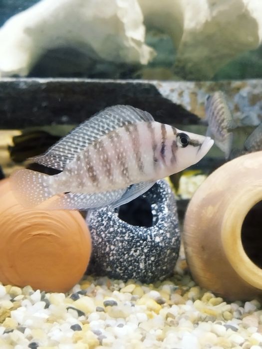 Altolamprologus calvus white tanganika