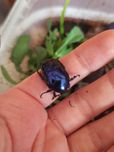 Protaetia elegans blue larwy l2/l3