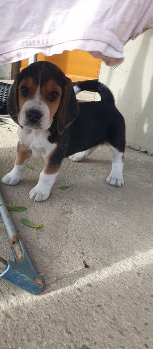 Beagle   slicze piesek