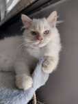 Kocurki rude pointy gotowe do odbioru