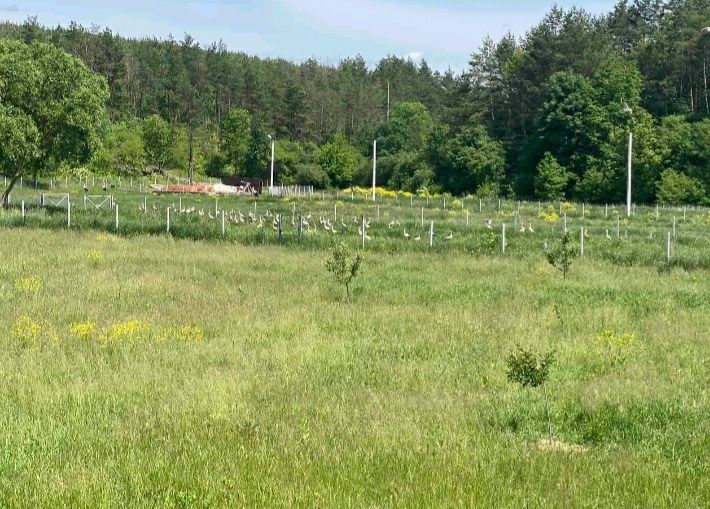 Продається ділянка під забудову 1 гектрар  коло лісу .