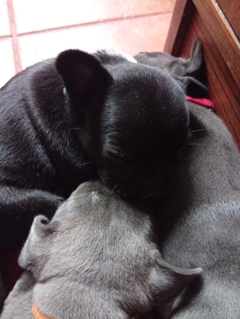 Buldog francuski