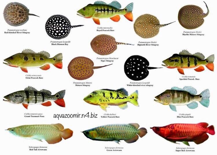 Астронотус Оцелатус Astronotus Аквариумные Цихлиды