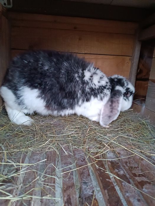 Продам кролицю породи Французький баран