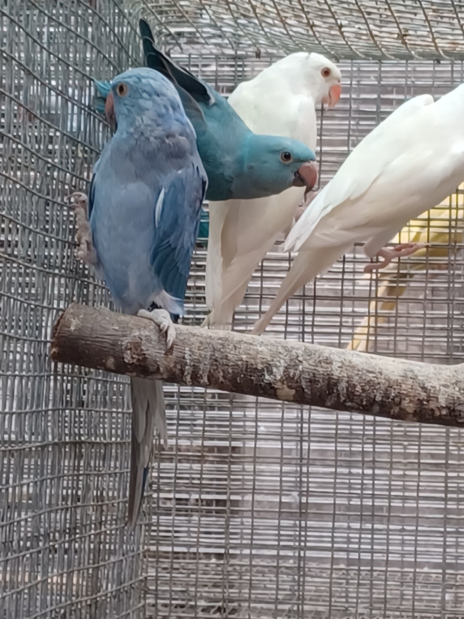 Aves domesticadas.