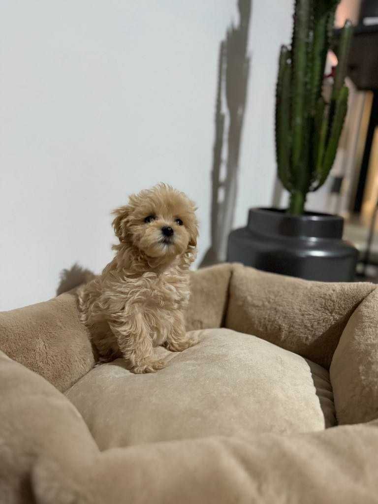 Maltipoo malutka sunia xxs karmelowa