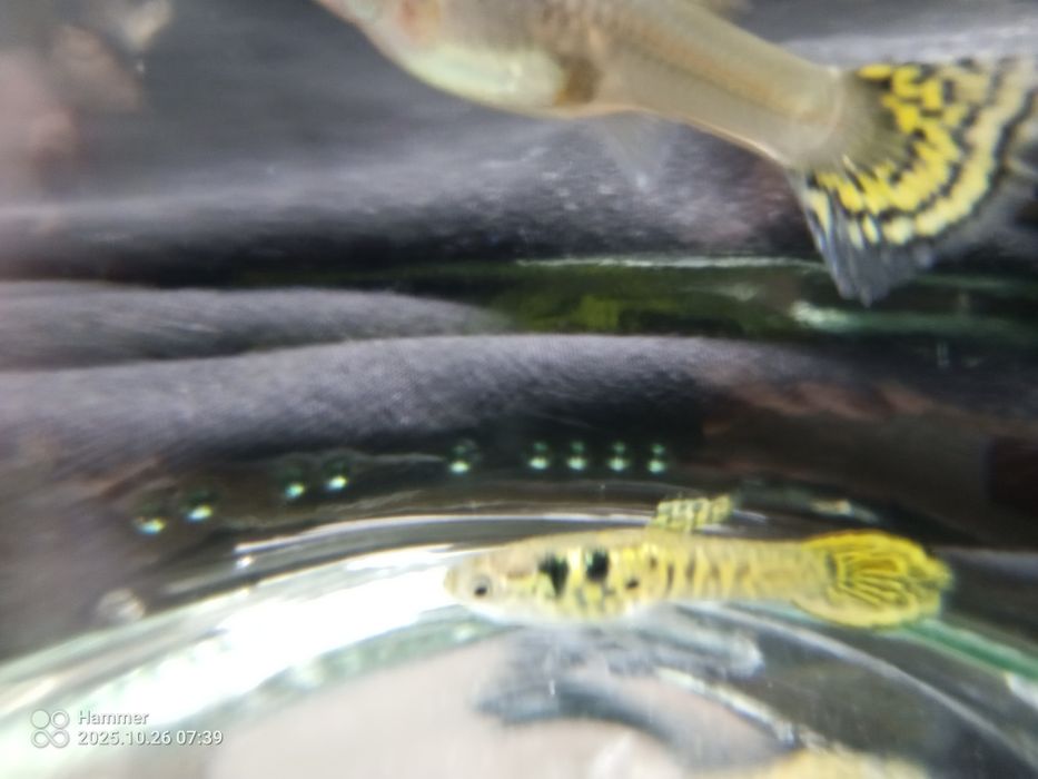 Gupik Tiger cobra parka