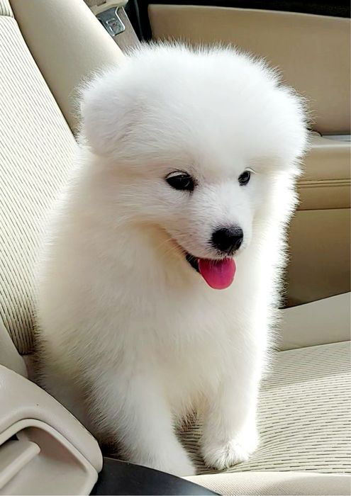 Купити антидепресант. Цуценя Самоєда