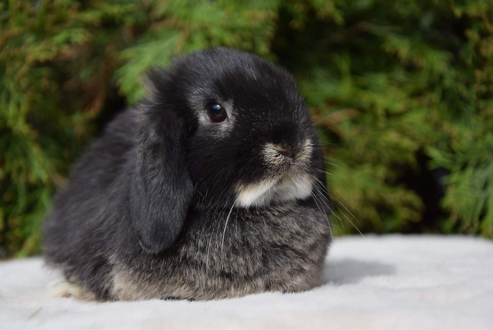 Królik Mini Lop - Samiec.