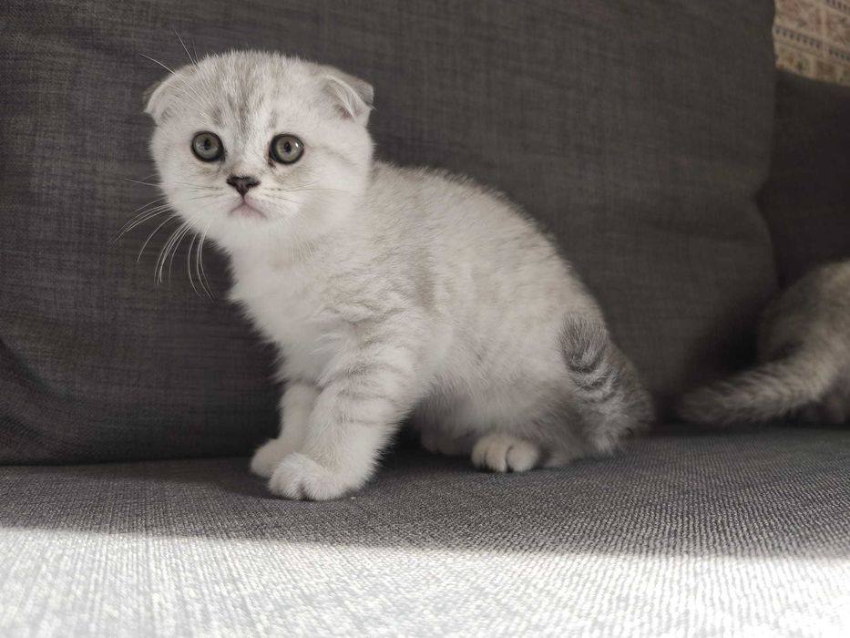 Gatinha Scottish Fold Pura