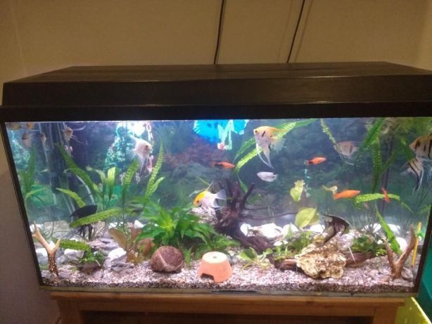 Akwarium około 120 litrow