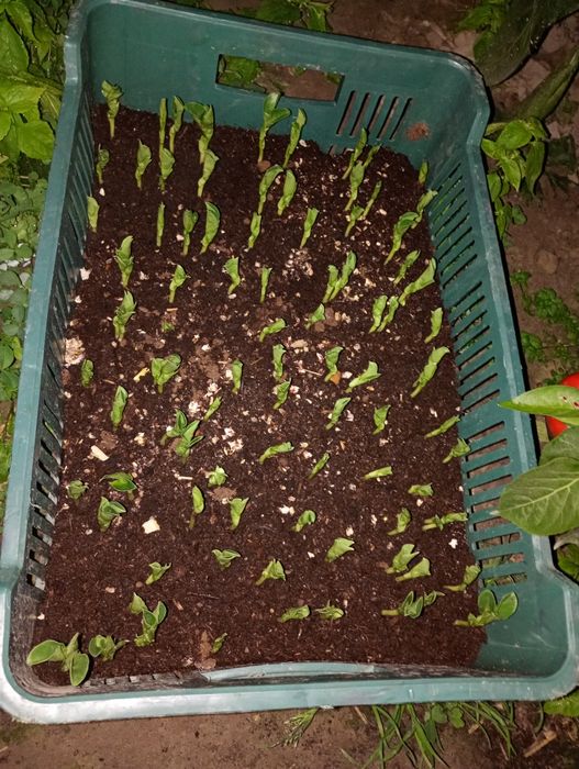 Bób Bizon 2025 kiełkowanie 93%