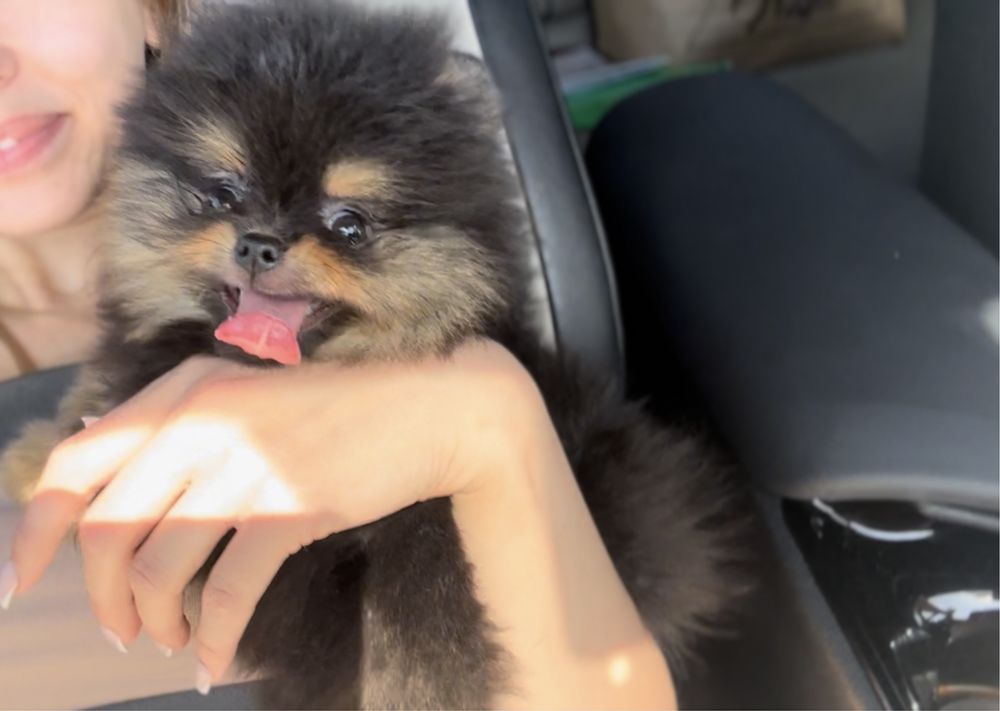 Pomeranian XS - TEO w typie misia