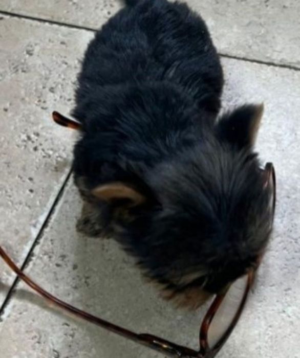 Yorkshire  terrier super Mini ,de qualidade fofo  Excelente qualidade