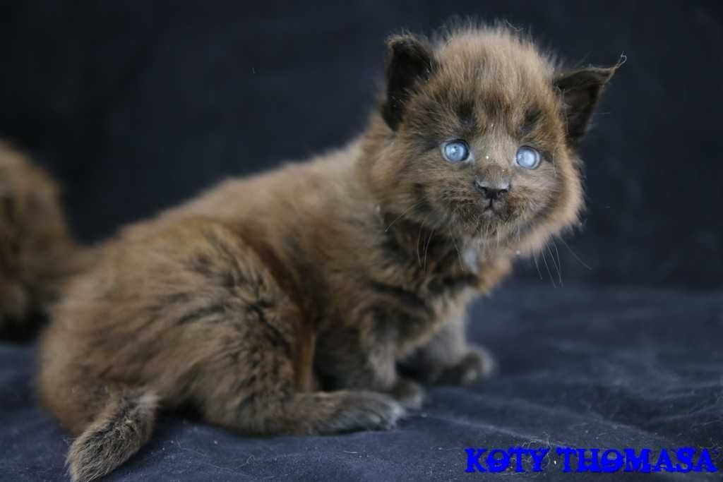 Koteczka Maine Coon, CZARNA