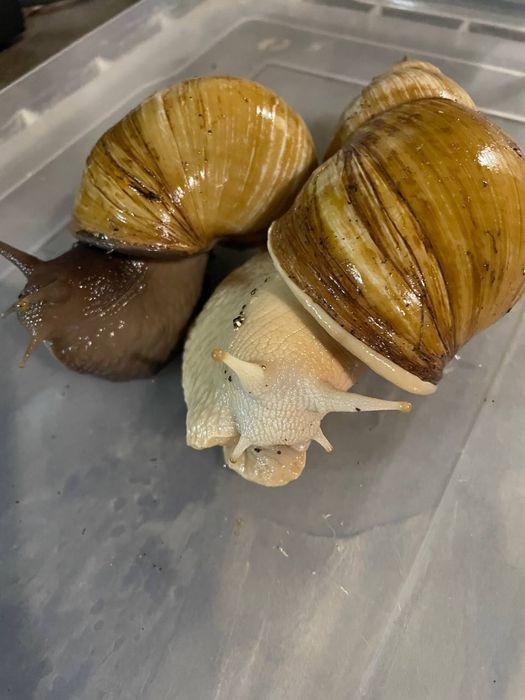 Улитки ахатинки, возраст 11 мес