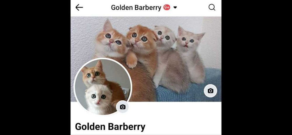 Kotka szkocka zwisłoucha, color złota szynszyla, długowłosa