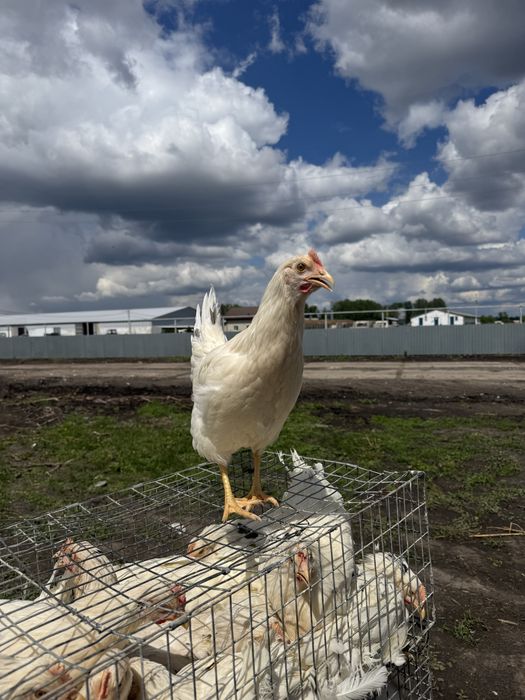 Молодка 4.5 мес, ломан сенди