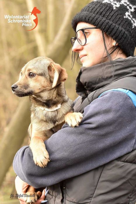 Szczeniaczek do adopcji! Candy