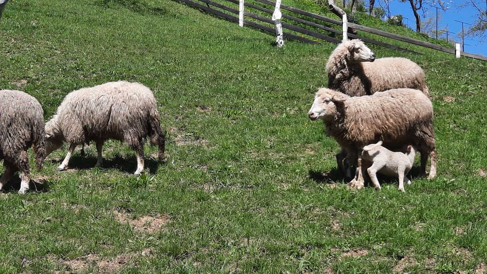 Вівці продаються породи суффолк та інші.