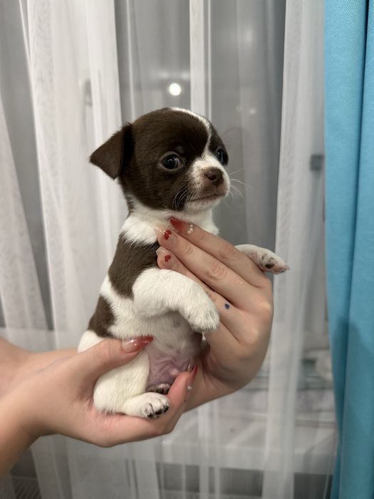 В продажі малюк чихуахуа