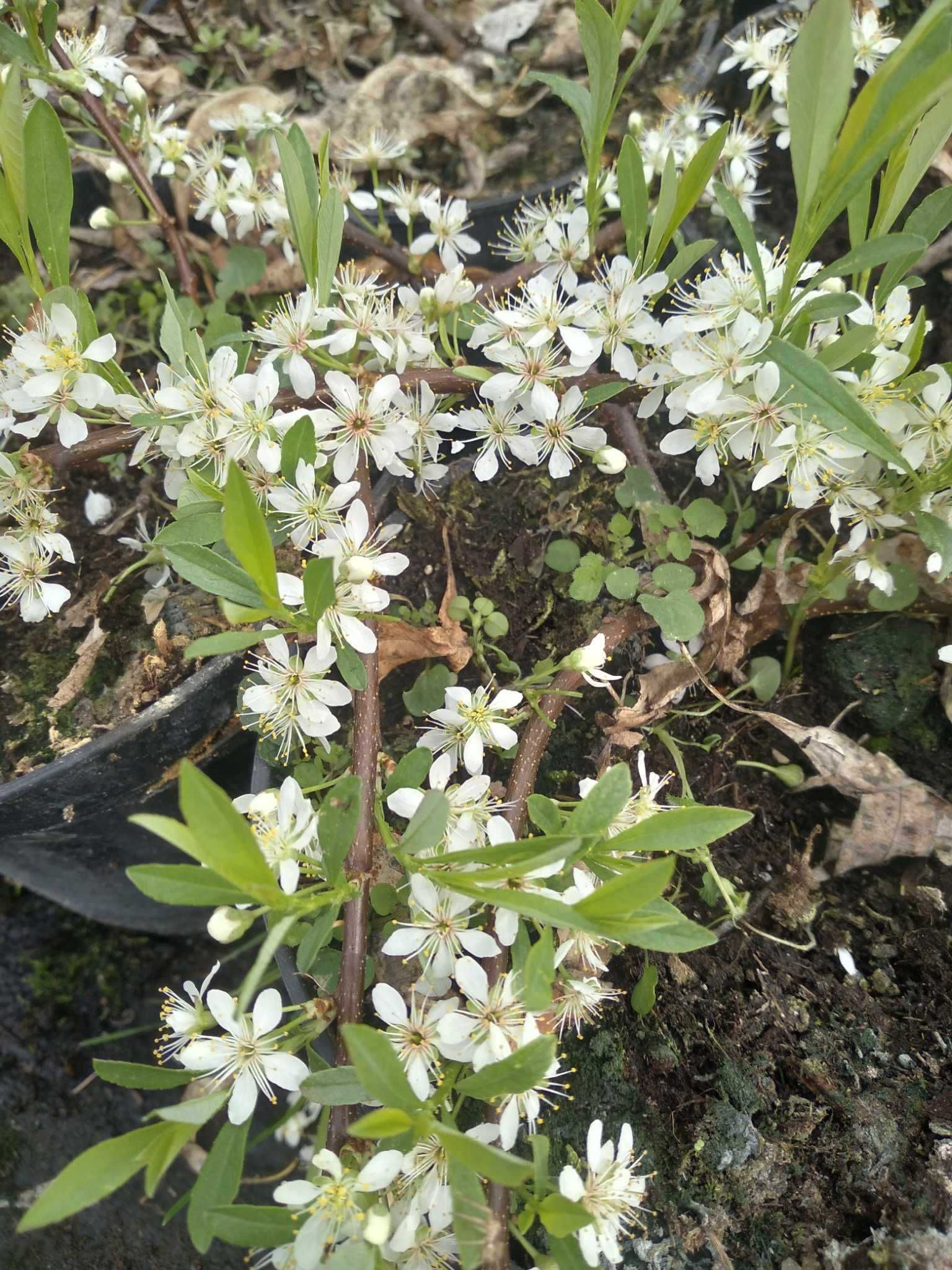 śliwa karłowa, płożąca, Prunus pumila