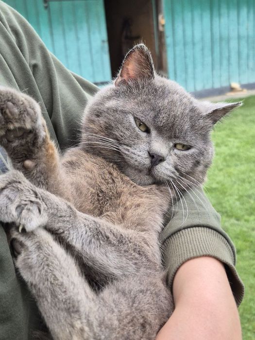 Yamaha next zone (морда super jog zr)