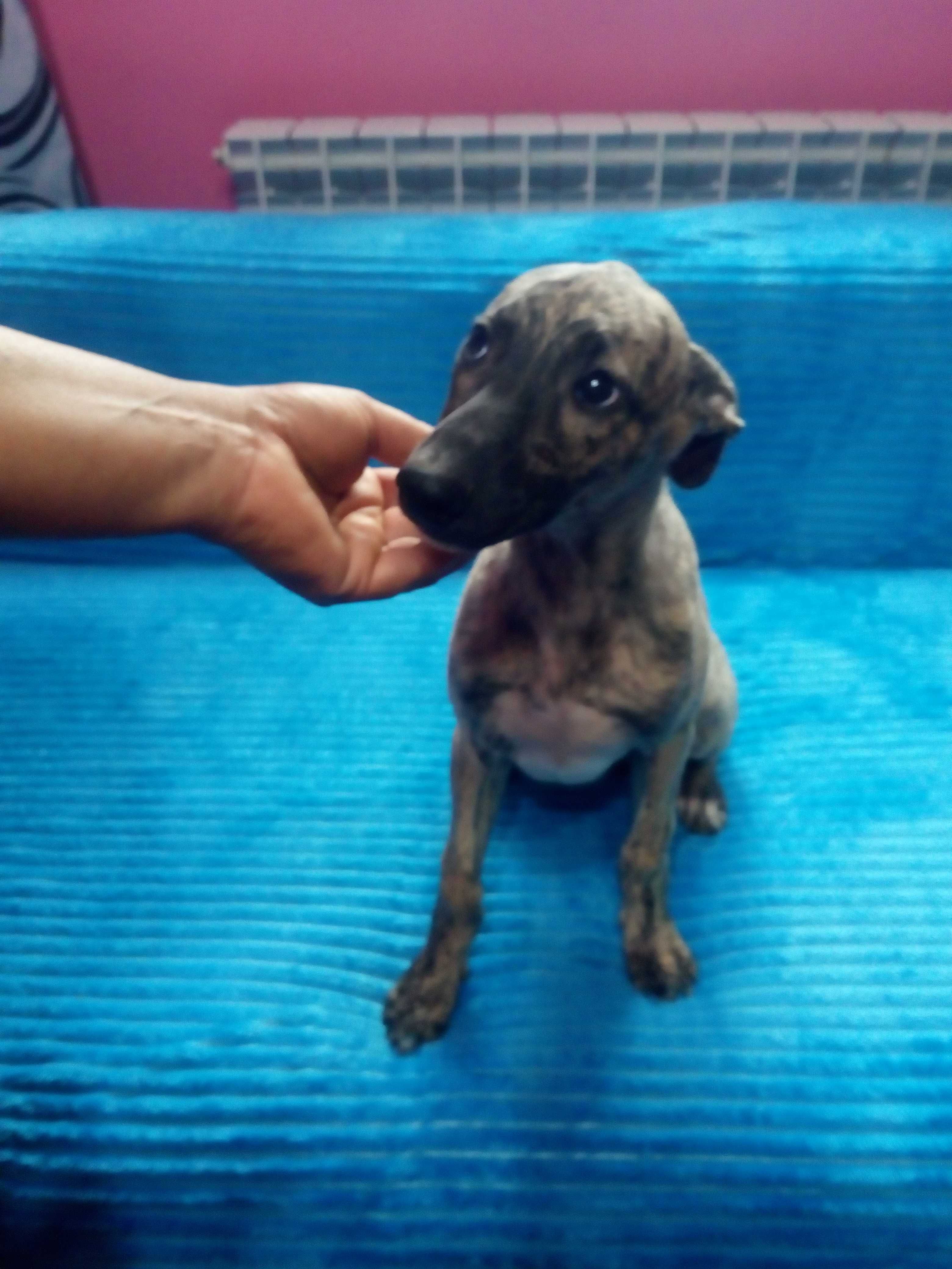 Chart Angielski Whippet   suczka