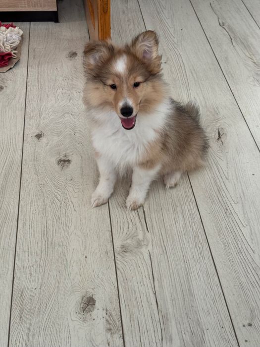 Sheltie szczeniak Owczarek szetlandzki suczka