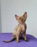 Urocza dziewczynka Devon Rex szuka kochającego domu