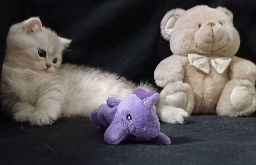 Чистокровні котики!