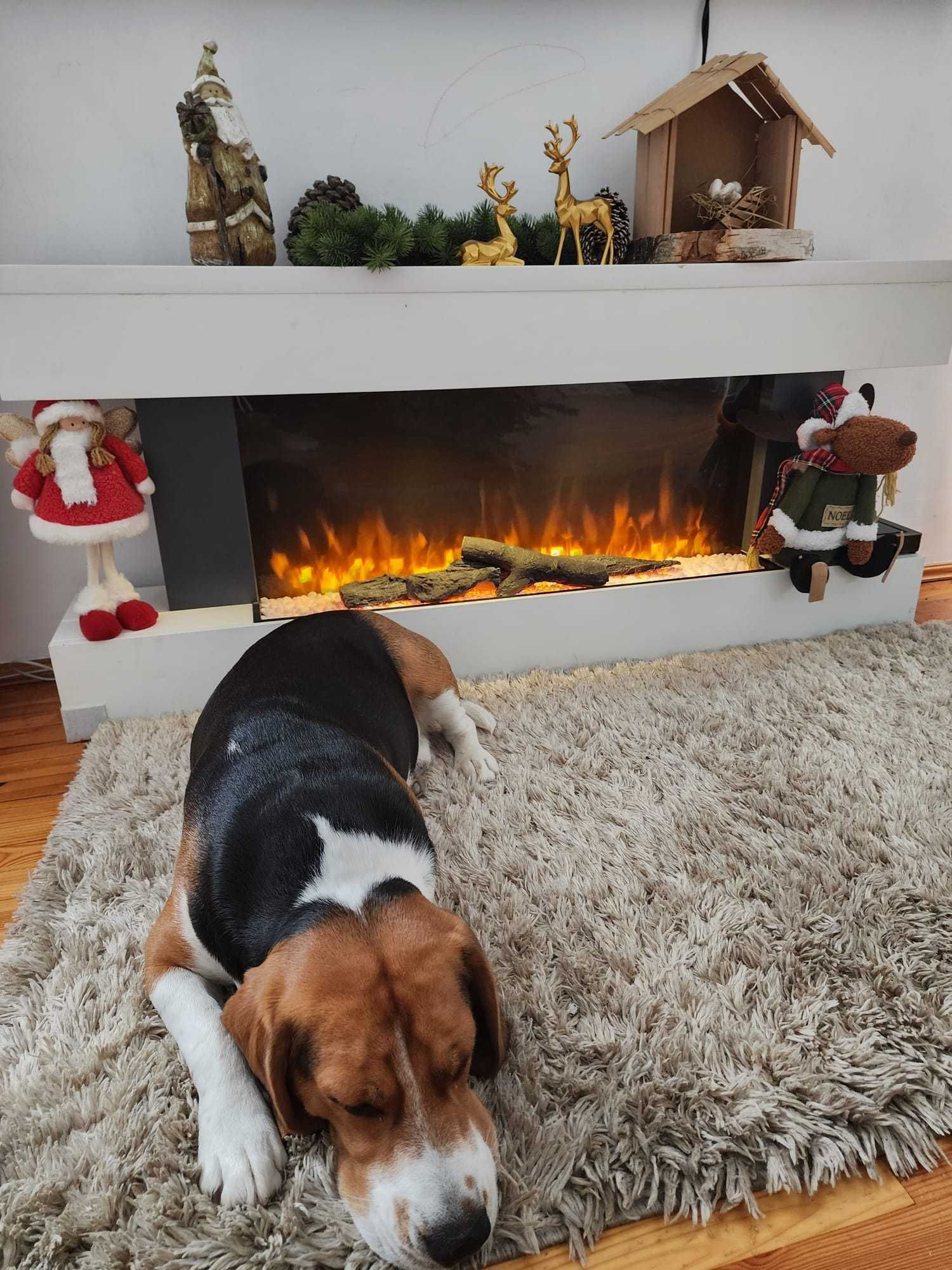 Eskel - 3 letni Beagle/Oborniki Śląskie