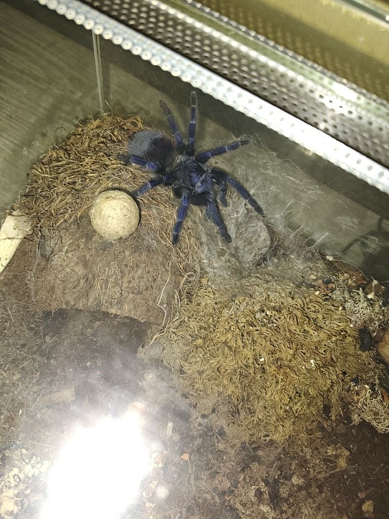 Pająk (ptasznik). 3 lata. Terrarium z wyposażeniem