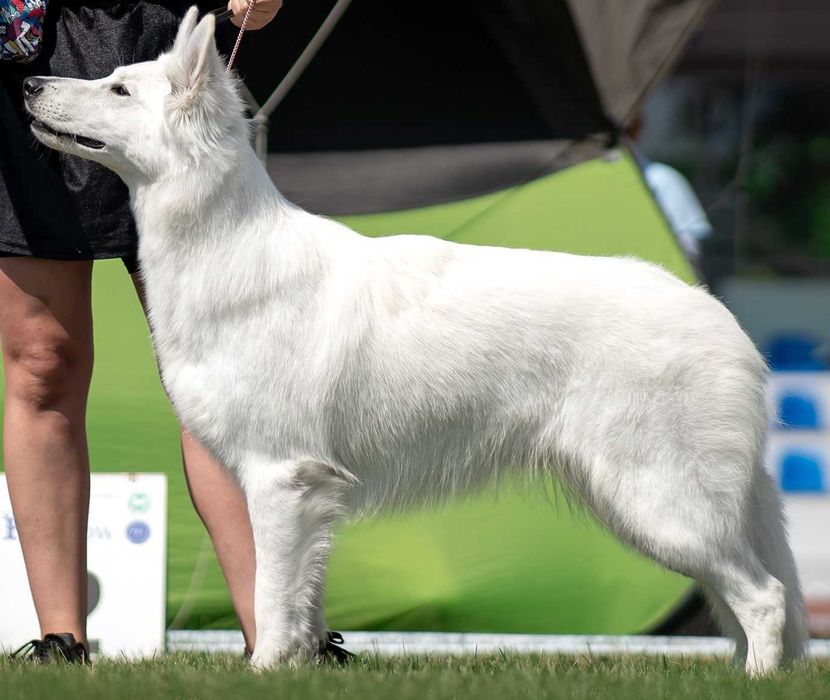 Biały Owczarek Szwajcarski - linia zwycięzców Europy, Świata i Klubów!