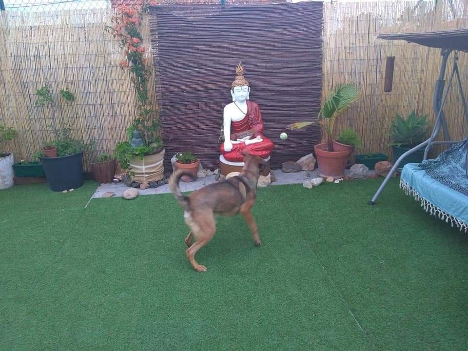 Pedido de adoção de cãozinho