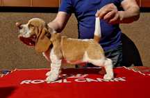 Piękna suczka Beagle bicolor z rodowodem