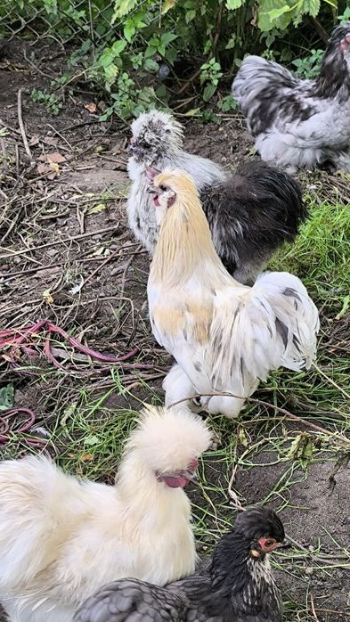 Kogut silki na sprzedaż może dawać mioty kurczaków lokowanych