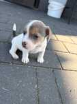 Jack Russell Terrier