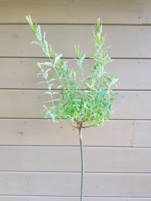 Salix integra 'Hakuro-nishiki' wierzba całolistna 'Hakuro-nishiki'
