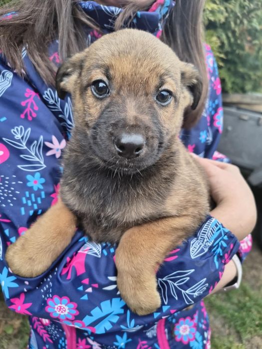 Oddam szczeniaki w dobre ręce