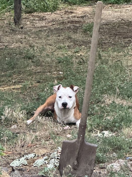 Ищем девочку для стафа