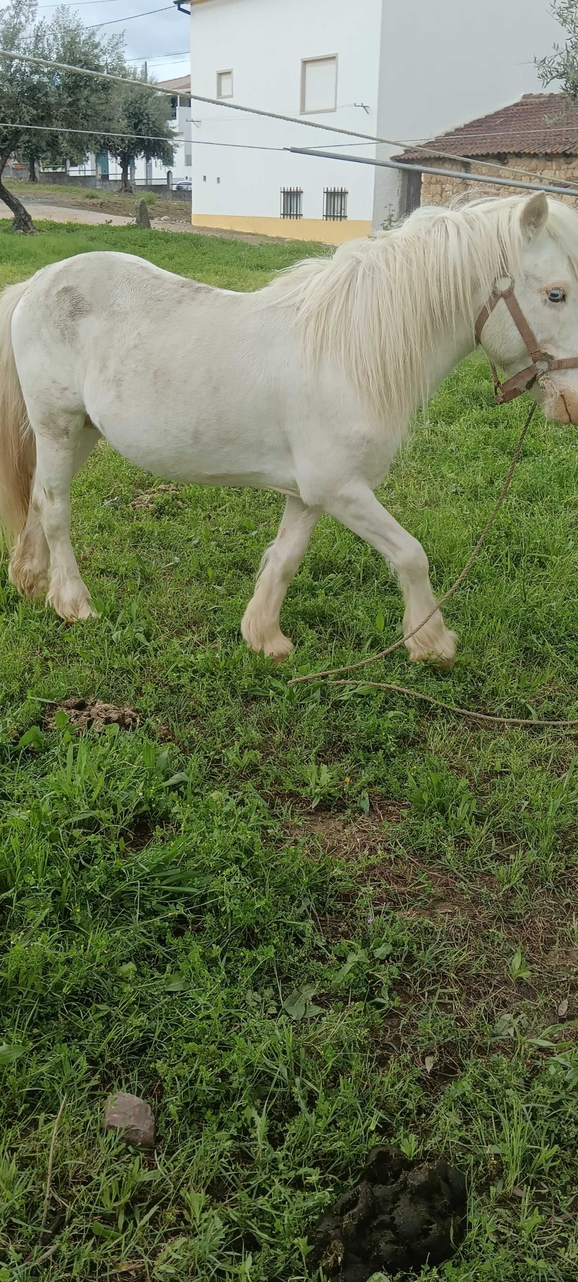 Pônei Isabel muito manso