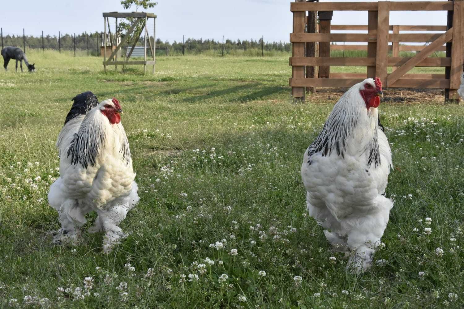 Kurczaki  Brahma Olbrzymia gronostajowa