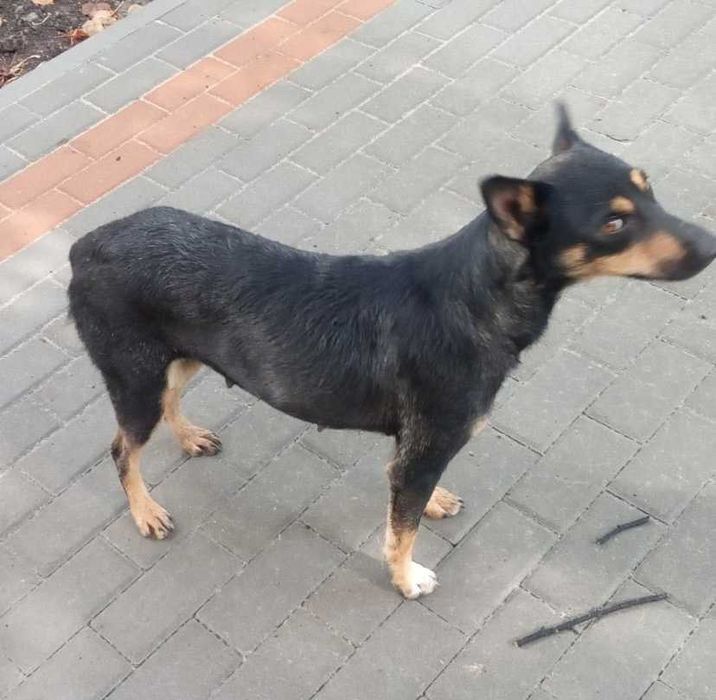 Цуценя дівчинка шукає дім