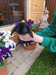 Królik baranek mini lop samiczka okazja!